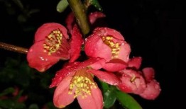 夜雨花在线观看,浪漫雨夜，花语传情